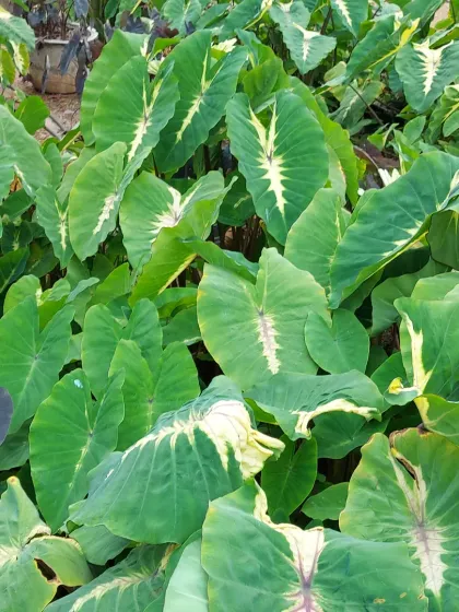 A patch of variegated Alocasia, or Elephant Ear plants. The striking white markings on the large green leaves make this a sought-after variety for plant enthusiasts.
