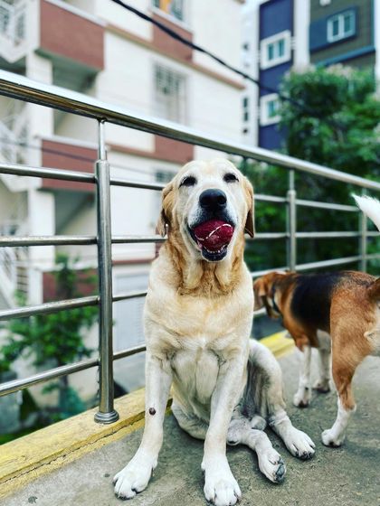 Petaholics - Pet Boarding & Daycare Terrace Fun & Sun photo 10