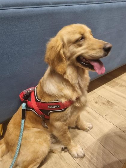 PL Paws - Dog Adoption Services Happy Tails: Our Adoptees in Their Forever Homes photo 137