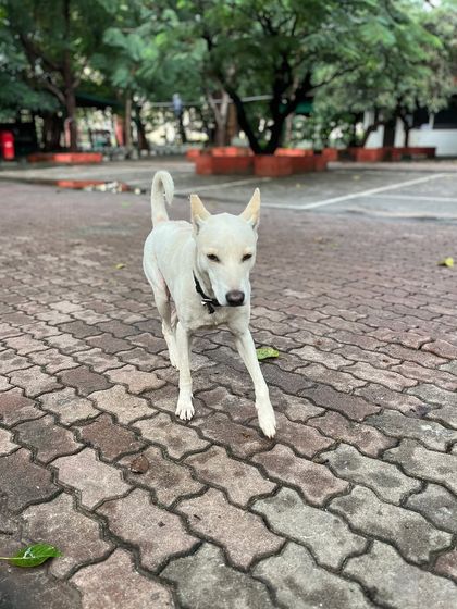 Road To Trail Club - Road Running Coaching (10k to Marathon) Our Pack: The Dog-Friendly Running Club photo 23