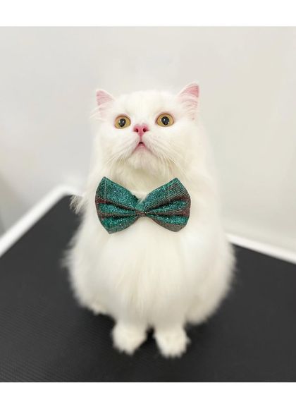 Furrybells Pet Grooming - Pet Grooming (Dogs & Cats) Cat Grooming: A Gentle Touch photo 37