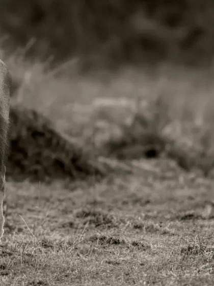 This gallery further explores the power of monochrome. Each image uses the absence of color to highlight different elements: the raw emotion of a hunt, the quiet dignity of a portrait, or the dramatic textures of the wild.