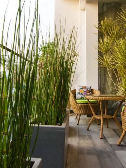 A cozy balcony setup with wicker chairs and tall bamboo-like plants that create a natural screen, offering a private and peaceful spot to enjoy the evening.