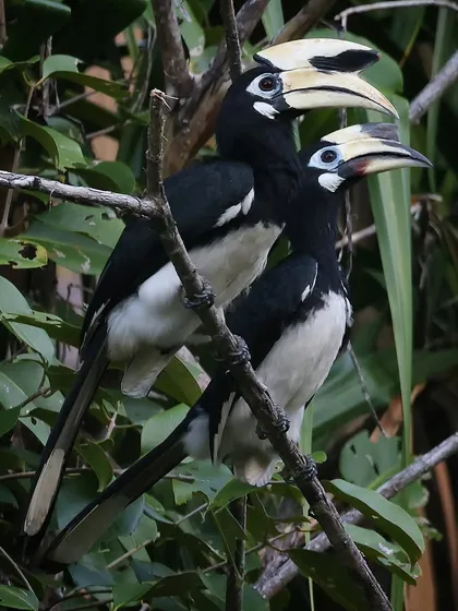 A pair of Oriental-pied Hornbills perched together in Langkawi, Malaysia. While this is a fairly common hornbill species, it's always a delight to observe their social interactions. There are 62 hornbill species in the world, found only in Asia and Africa.