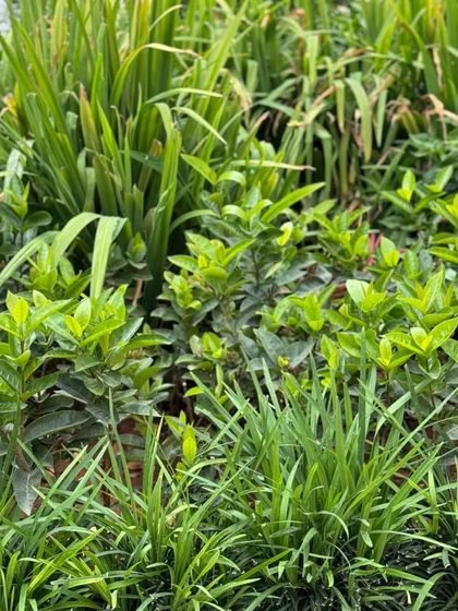 Artful Planting & Sculptural Greenery photo 13