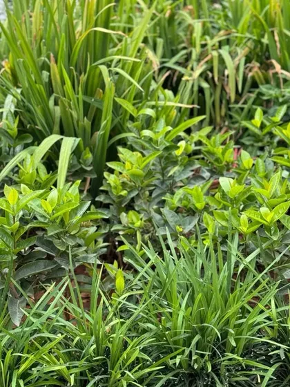 A close up of healthy, vibrant green foliage. We ensure every plant we use is in peak condition to give your garden the best possible start.