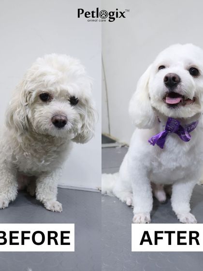 From a wild child to a glowing, well-groomed dog. This transformation highlights our ability to handle matted fur and deliver a clean, fresh result.