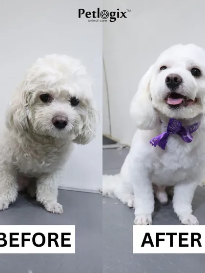 From a wild child to a glowing, well-groomed dog. This transformation highlights our ability to handle matted fur and deliver a clean, fresh result.