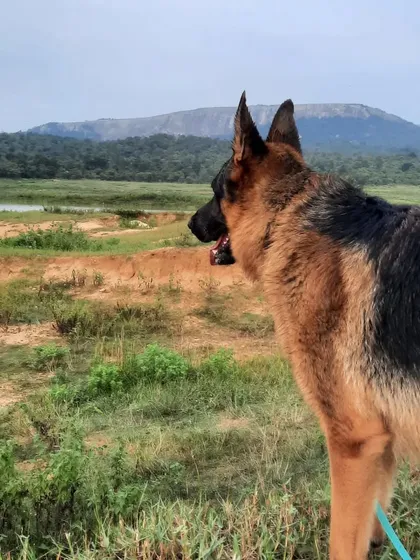 A collection of portraits of my handsome, goofy, and majestic German Shepherd, Theo. He is my constant inspiration and the heart of my work.