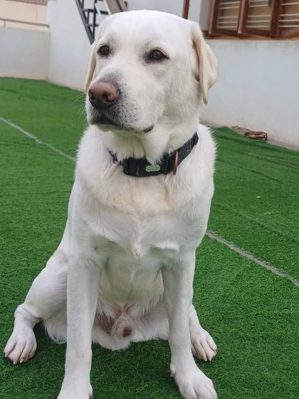 A majestic Labrador sitting peacefully in our outdoor area. Even when outside, there are plenty of spots to just sit and watch the world.