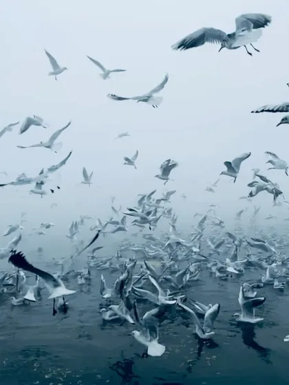 A flock of seagulls takes flight from the water on a foggy day at the Yamuna Ghat, filling the frame with movement and life.