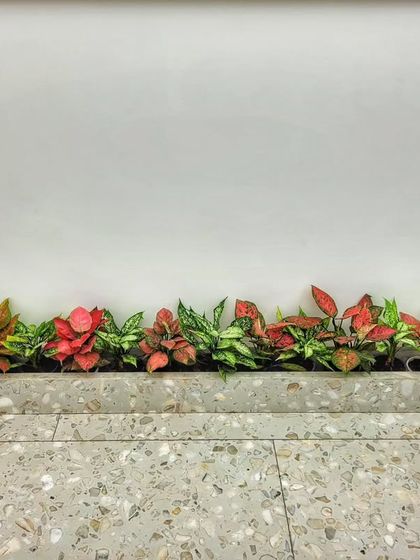 Modern Office Plantscaping photo 6