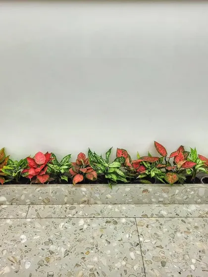 This close-up shows the vibrant colors of Aglaonema, also known as Chinese Evergreen. Their striking foliage makes them a popular choice for adding visual interest to office interiors.