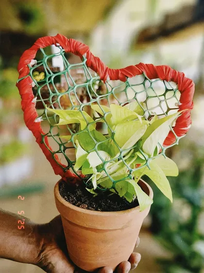 Gifting a plant is like gifting a memory that grows. I created this special heart-shaped trellis for a Pothos plant, making it a unique and living gift for Valentine's Day or any special occasion.