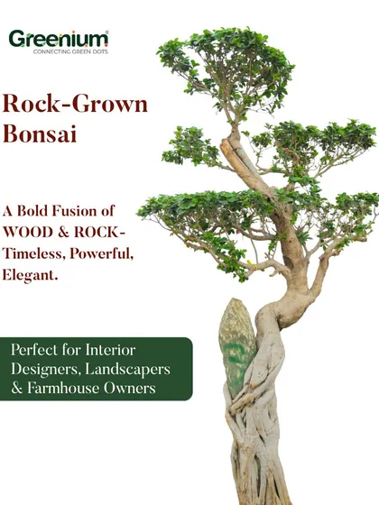 This Rock-Grown Bonsai is a piece of living sculpture. It's a unique and powerful fusion of wood and stone that I source for clients looking for a timeless, elegant, and high-impact feature for their landscape or interior design.