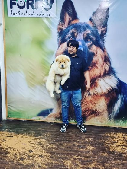 Tesla, a fluffy Chow Chow, gets a lift from a happy staff member inside our facility. The floor shows remnants of a fun grooming session, a sign of a well-pampered pet.