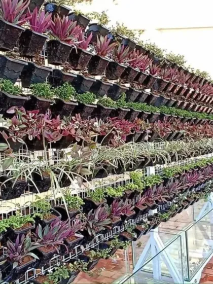 A to Z Gardening - Vertical Gardens Balcony & Terrace Makeovers photo 10