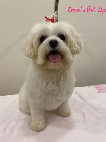 Zeenu's Pet Spa - Dog Grooming & Spa We Love All Breeds photo 21