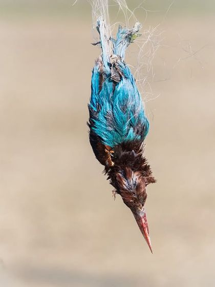A dead kingfisher, its vibrant blue feathers a stark contrast to its tragic fate, caught in a net meant to protect crops.