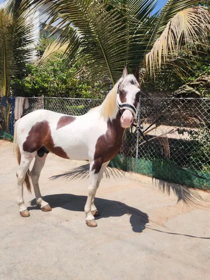 Introducing our new Kathiyawadi stallion. This magnificent paint horse stands at 59 inches and has a striking 'Lal Ablak' coat, a proud addition to our collection.
