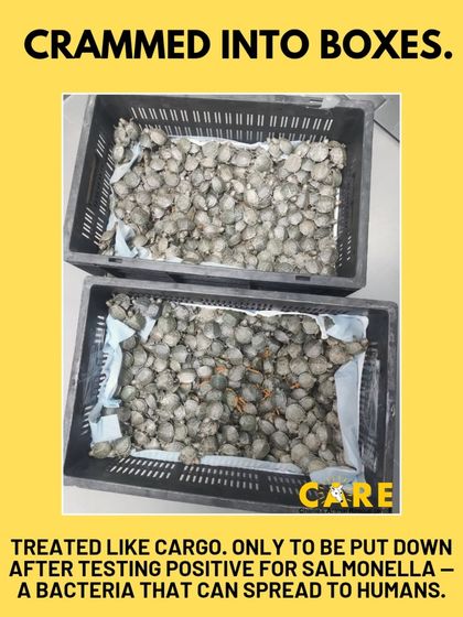 Charlie's Animal Rescue Centre - Animal Welfare Advocacy Beyond the City: Wildlife & Farm Animal Protection photo 3