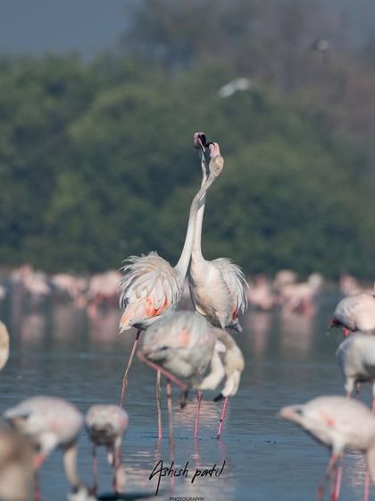 The intricate dance of the flamingos, a moment of connection and natural beauty.
