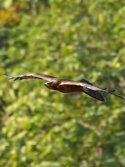 Avian Wonders: A World of Wings photo 14