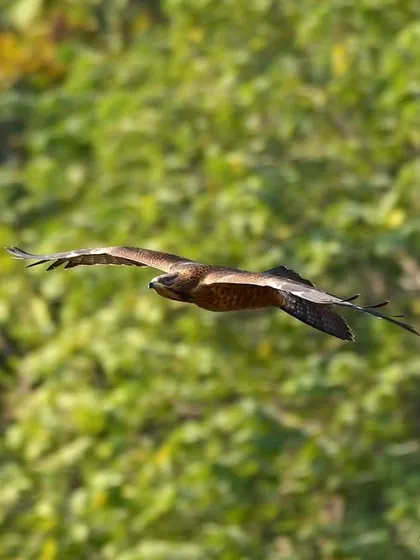 A wider shot of the Oriental Honey Buzzard, showing its full wingspan as it soars through the forest canopy at Sanjay Gandhi National Park.