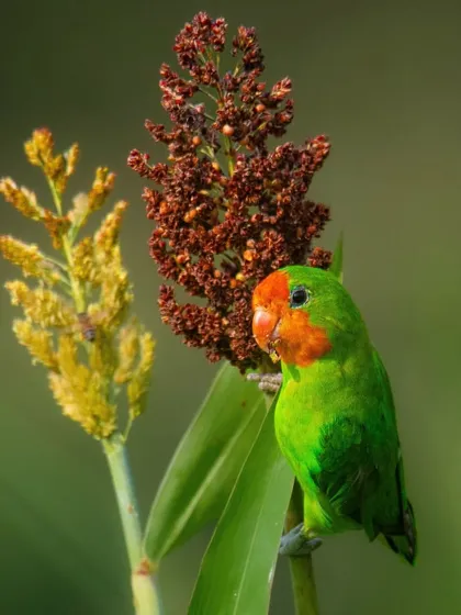 Another view of the Red-headed Lovebird in Uganda. The vibrant green and orange against the soft background makes for a beautiful avian portrait.