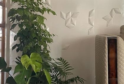 Rakshith Landscaping - Landscape Design & Installation Plant & Tree Supply photo 12