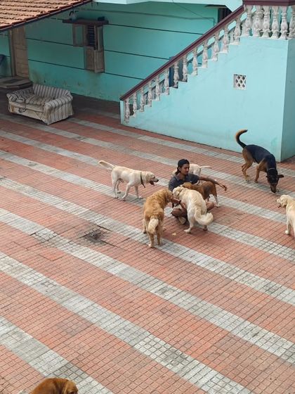 A classic dog pile in the middle of the yard. There's always someone on the ground getting cuddles.