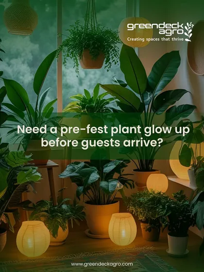 Need a pre-festive plant glow-up before guests arrive? Our Home Mali service ensures every leaf gets the care it needs to look fresh, healthy, and celebration-ready, making your entire space glow.