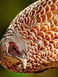 Bird & Wildlife Photography