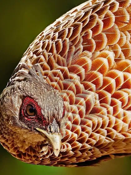 An extreme close-up of a female Khalij Pheasant. The shot reveals the intricate, scale-like pattern of her brown feathers and the red skin around her eye.