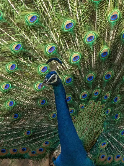 A close-up of a peacock's head against its magnificent fan of feathers.