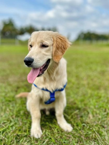 The Pawsome Camp - Dog Daycare & Boarding Our Pack: Portraits from the Camp photo 51