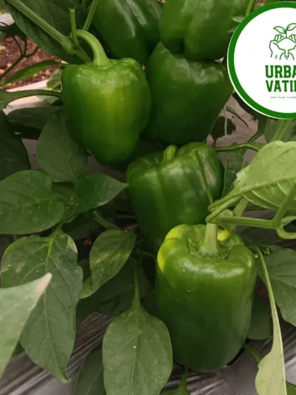 Our farming techniques result in strong plants with multiple healthy fruits.