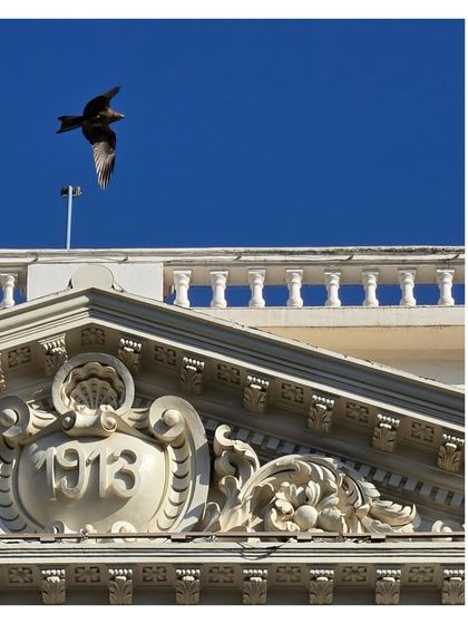 A bird captured in flight against a perfect blue sky, its form a stark silhouette above a neo-classical building from 1913.