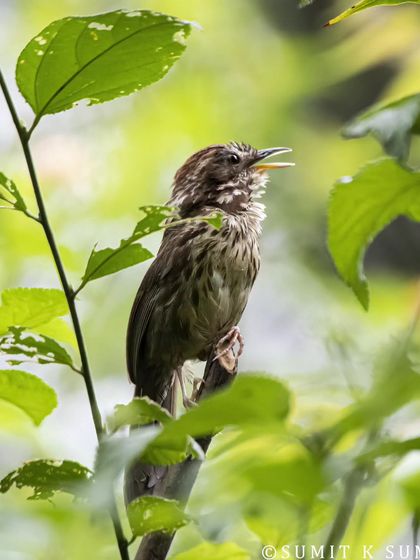 Another shot of the singing Puff-throated Babbler, framed by the lush green leaves of its habitat.
