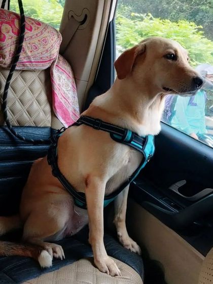 This beautiful Labrador is enjoying the view from the window. A safe and stimulating ride is what I always aim to provide.