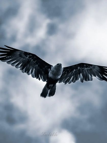 Lalith - Wildlife & Nature Photography Wings in Motion photo 41