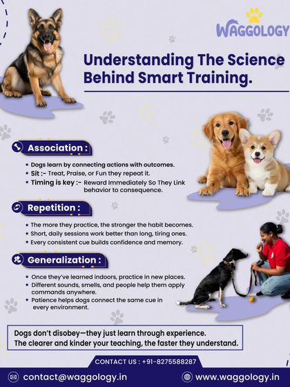 Training isn't magic, it's science. This infographic breaks down the core principles of how dogs learn: through association, repetition, and generalization. The clearer and kinder your teaching, the faster they understand.