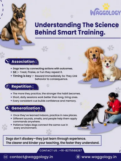 Training is a science. This graphic breaks down the three key principles of learning for dogs: association, repetition, and generalization. Understanding these helps you teach your dog more effectively and with more kindness.