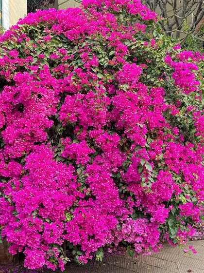 A stunning Bougainvillea bush in full bloom. I often use hardy, colorful plants like this to create major visual impact in a landscape.