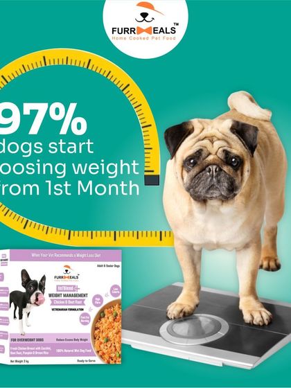 My VetBlend+ Weight Management food gets results. This series shows the vet-designed formula, its key fat-burning ingredients, and real testimonials from pet parents who have seen their dogs lose weight and become more active.