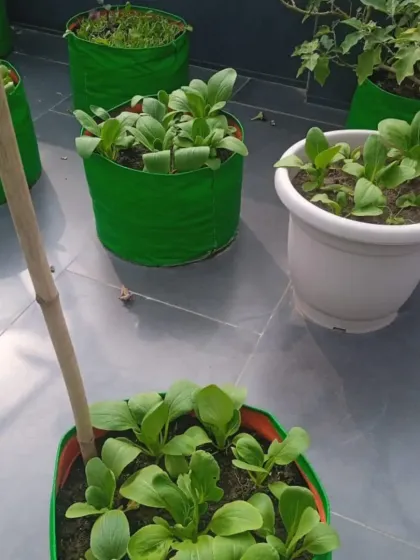 Another view of the versatile grow bag setup, perfect for growing a variety of leafy greens on any terrace or balcony.