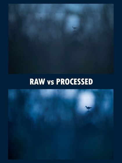 The Art of the Shot: Composition & Creativity photo 5