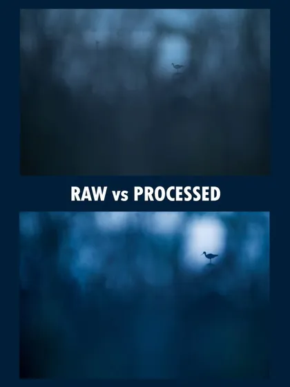 A comparison of the RAW file versus the final processed image for the black-winged stilt silhouette. Post-processing is a key part of bringing the mood and feeling I envisioned to life.