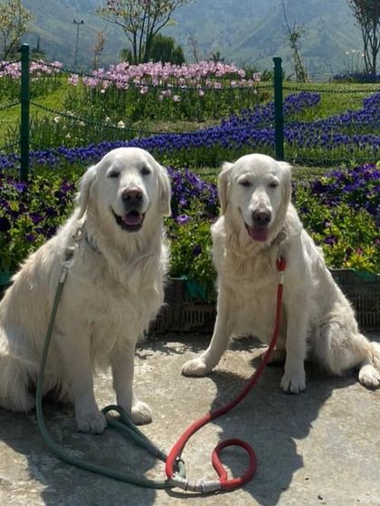 Deepthi - Dog Travel & Adventure Coaching Mountain & Trail Expeditions photo 31