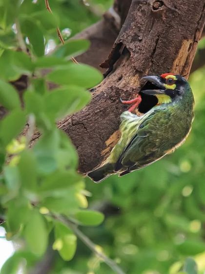 A Coppersmith Barbet protecting its nest, photographed during the COVID-19 lockdown. This image represents the resilience of urban wildlife.